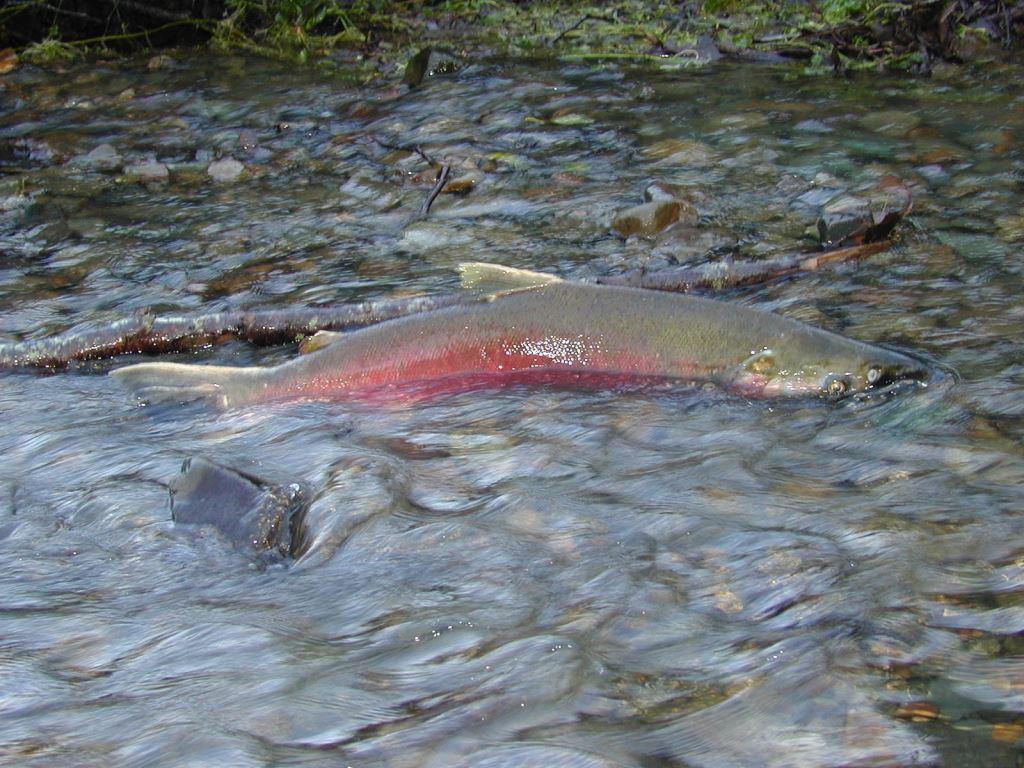 Salmon to World Famous Langlois Oregon